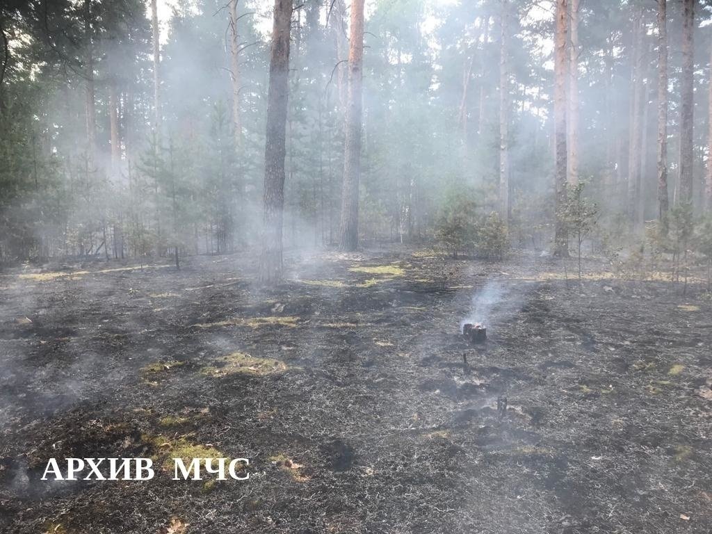 Лесной пожар в Шарьинском муниципальном районе локализован